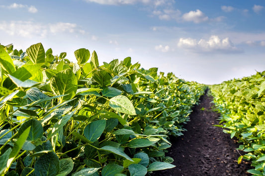 Agricultura de precizie si NDVI