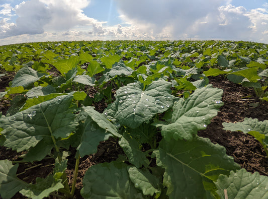 Numărarea plantelor cu drona