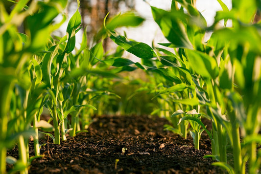 Infestare daunatori plante agricultura de precizie